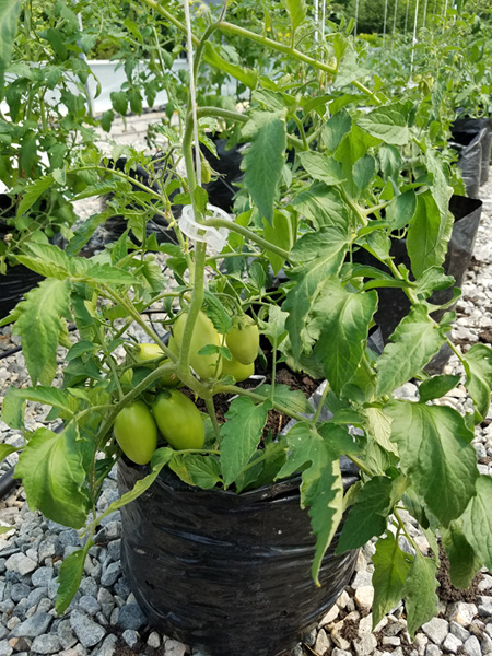 Growing Tomatoes in a Growing Bag | BBC Gardeners World Magazine