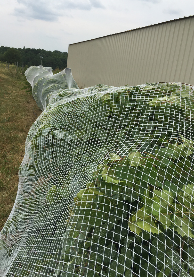 Bird netting wraps around the vine or trellis to protect your grapes or  crop from pests and birds.